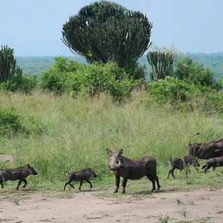 Queen Elizabeth - Warthogs